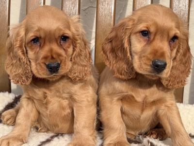 IKC Registered Cocker Spaniel puppies in Laois