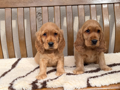 IKC Registered Cocker Spaniel puppies in Laois