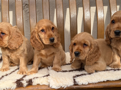 IKC Registered Cocker Spaniel puppies in Laois