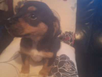 Jack Russell X puppies in Mayo