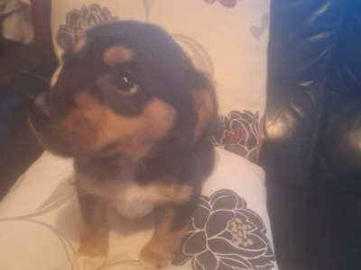 Jack Russell X puppies in Mayo