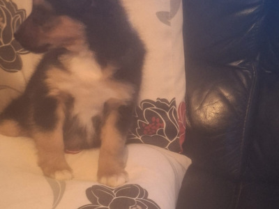 Jack Russell X puppies in Mayo