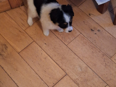 Jack Russell X puppies in Mayo