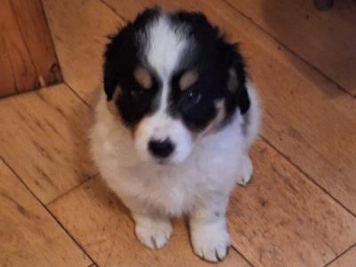 Jack Russell X puppies in Mayo
