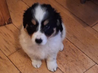 Jack Russell X puppies in Mayo