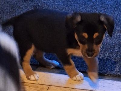 Jack Russell X puppies in Mayo