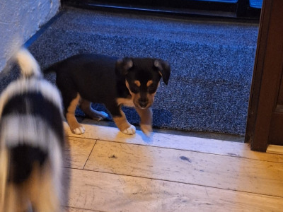 Jack Russell X puppies in Mayo