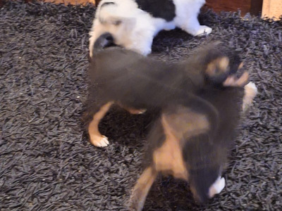 Jack Russell X puppies in Mayo