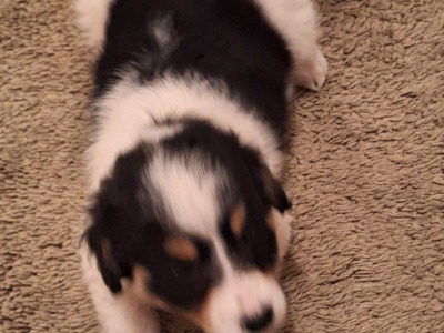 Jack Russell X puppies in Mayo