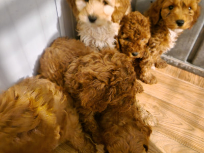 6 gorgeous Cockapoo puppies in Wexford