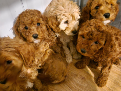 6 gorgeous Cockapoo puppies in Wexford