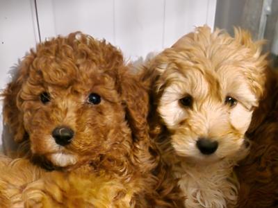 6 gorgeous Cockapoo puppies in Wexford