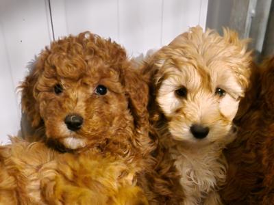 Only one female Cockapoo puppy left in Wexford