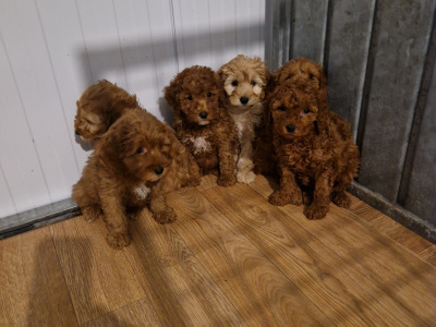 6 gorgeous Cockapoo puppies in Wexford