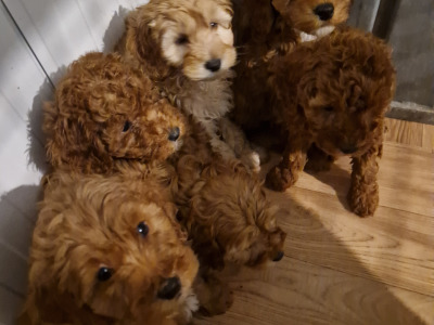 6 gorgeous Cockapoo puppies in Wexford