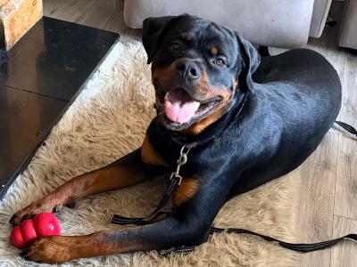 Joey is an IKC Registered male Rottweiler puppy 12 months old in Cork