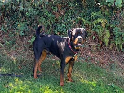 Joey is an IKC Registered male Rottweiler puppy 12 months old in Cork