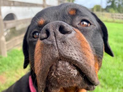 Joey is an IKC Registered male Rottweiler puppy 12 months old in Cork