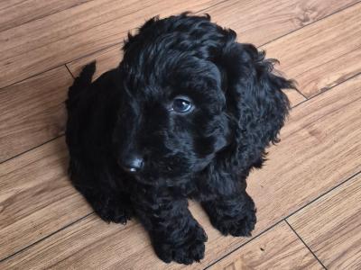 Stunning Cockapoo puppies male in Sligo