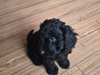 Stunning Cockapoo puppies male in Sligo