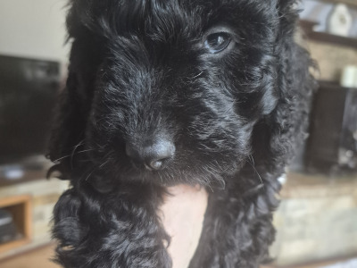 Stunning Cockapoo puppies male in Sligo