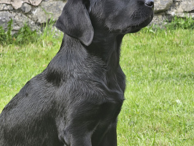 Beautiful Black Female Labrador puppy in Cork