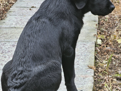 Beautiful Black Female Labrador puppy in Cork
