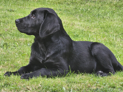 Beautiful Black Female Labrador puppy in Cork