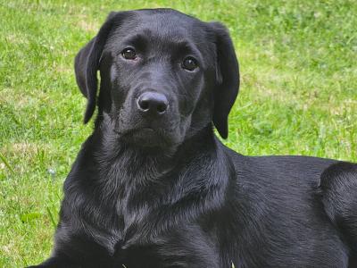 Beautiful Black Female Labrador puppy in Cork