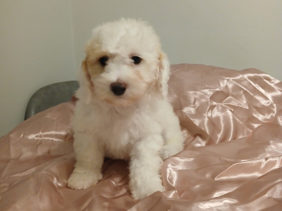 Cavapoochon puppies in Offaly