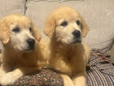 Gorgeous IKC Registered (pending) Golden Retriever puppies in Dublin