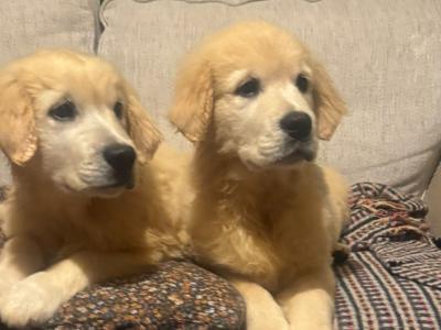 Gorgeous IKC Registered (pending) Golden Retriever puppies in Dublin