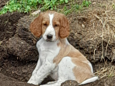 Irish Red and White Setter puppies in Tipperary