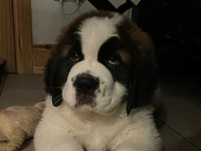 Champion Bloodlines IKC Registered Long Coat St. Bernard puppies in Limerick 🐾🏆