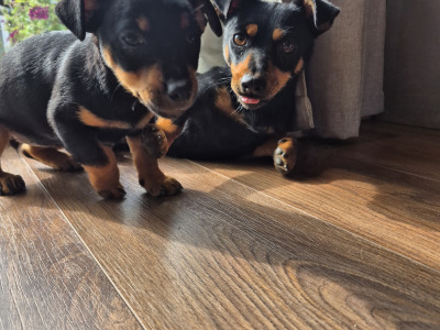 Black and Tan Jack Russell puppies in Wexford