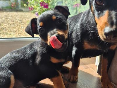 Black and Tan Jack Russell puppies in Wexford