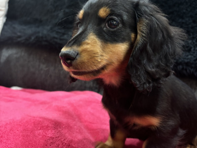 Toby is a miniature long haired male Dachshund puppy in Clare