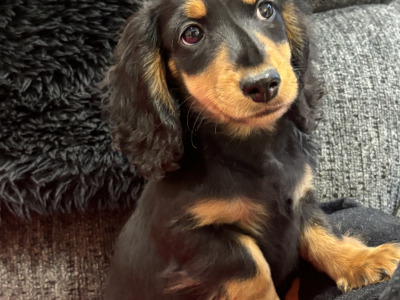 Toby is a miniature long haired male Dachshund puppy in Clare