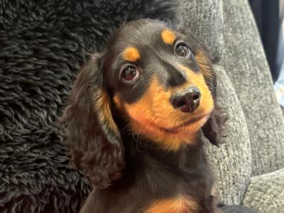 Toby is a miniature long haired male Dachshund puppy in Clare