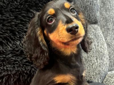 Toby is a miniature long haired male Dachshund puppy in Clare