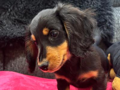 Toby is a miniature long haired male Dachshund puppy in Clare