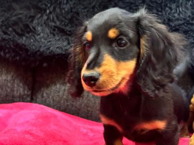 Toby is a miniature long haired male Dachshund puppy in Clare