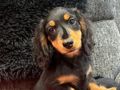 Toby is a miniature long haired male Dachshund puppy in Clare
