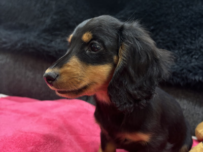 Toby is a miniature long haired male Dachshund puppy in Clare