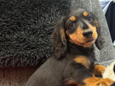 Toby is a miniature long haired male Dachshund puppy in Clare