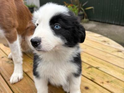Purebred Border Collie puppies in Kerry