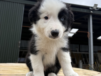 Purebred Border Collie puppies in Kerry