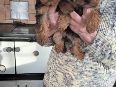 ⭐️⭐️⭐️IKC Registered purebred Tea cup Yorkshire Terrier pups ⭐️⭐️⭐️