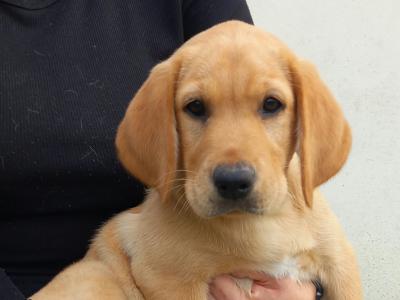 IKC Registered (pending) Purebred Labrador Retriever puppies in Limerick