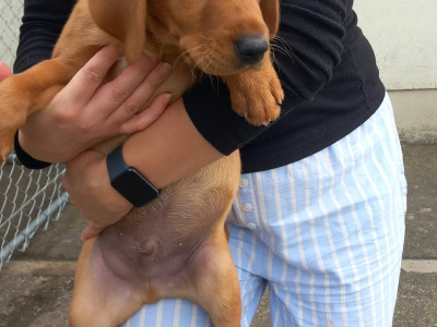 IKC Registered (pending) Purebred Labrador Retriever puppies in Limerick